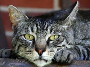 Cat01