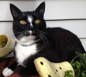 Mr Cosmo - black and white cat in repose